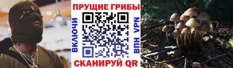 купить наркотики цена  МЕГА зеркало  Галлюциногенные грибы Psilocybe  Неман 